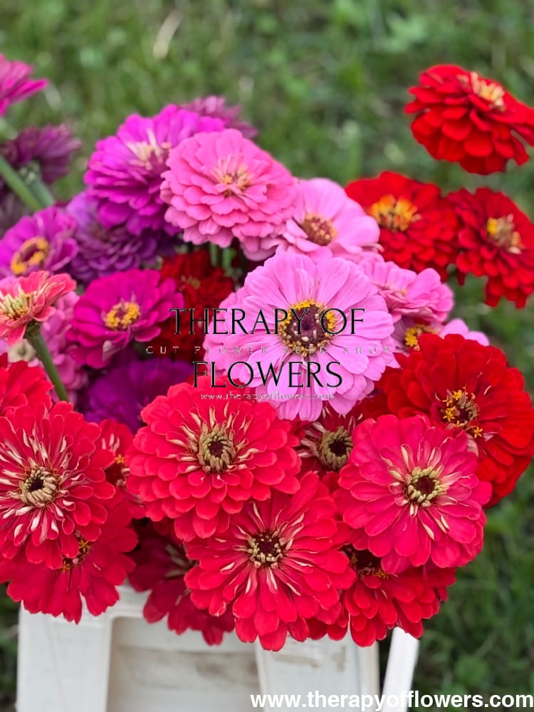 Zinnia elegans Benary's Giant Coral therapyofflowers.com