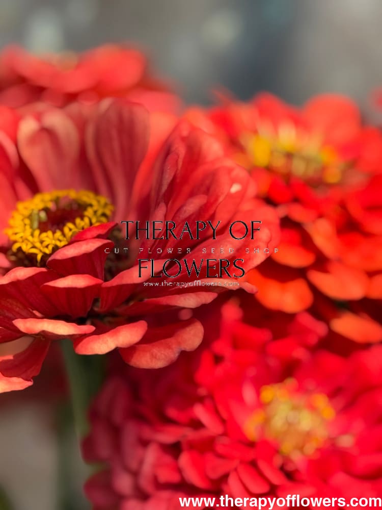 Zinnia elegans Benary's Giant Coral therapyofflowers.com