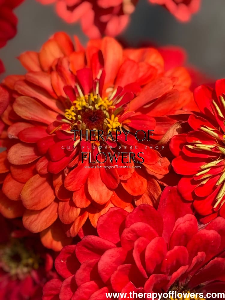 Zinnia elegans Benary's Giant Coral therapyofflowers.com