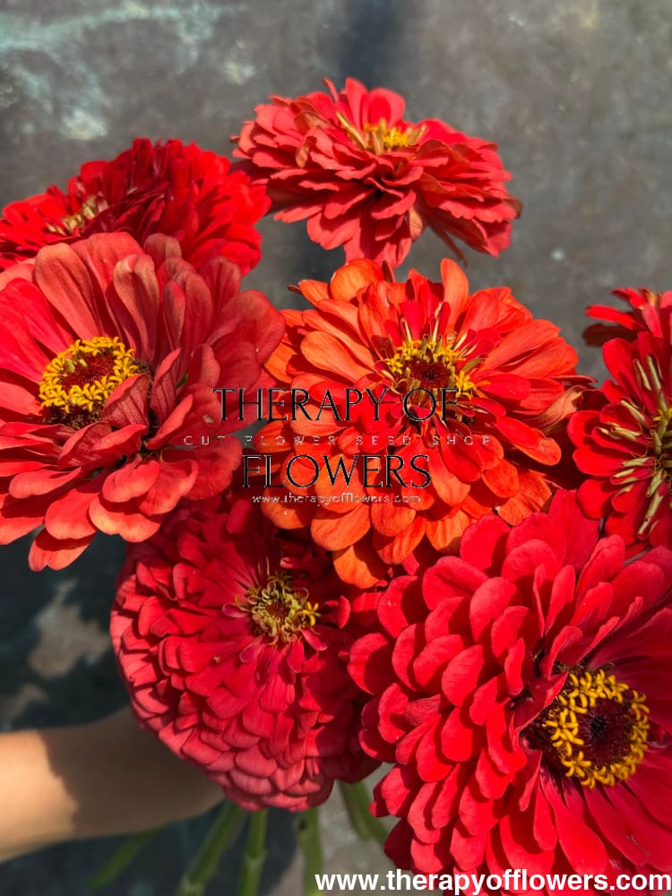 Zinnia elegans Benary's Giant Coral therapyofflowers.com