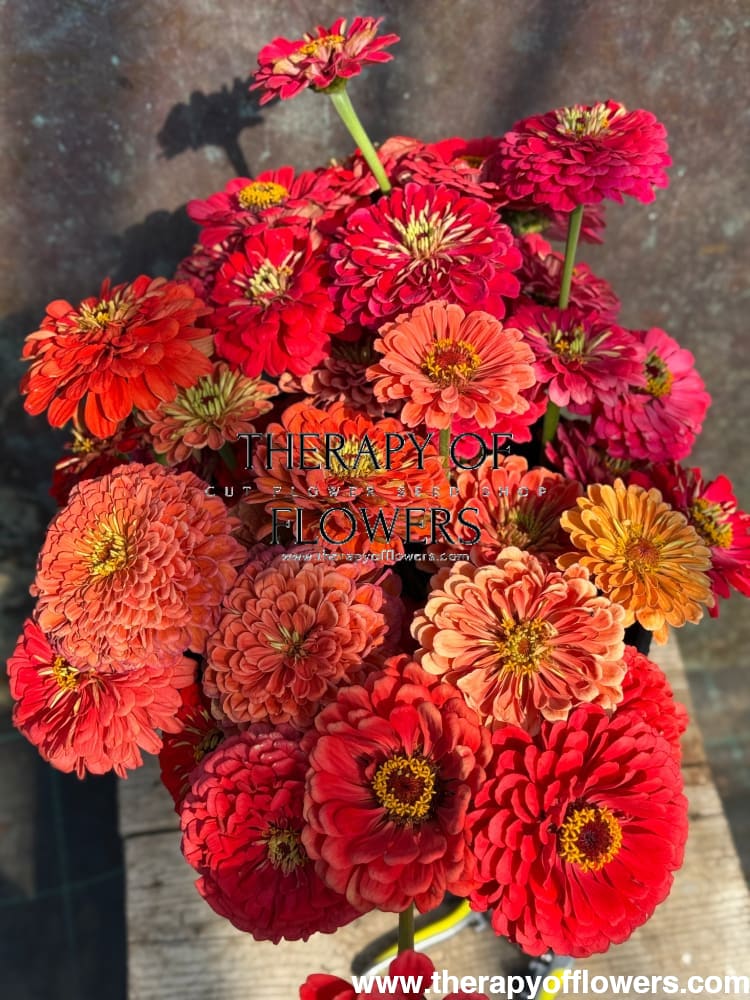 Zinnia elegans Benary's Giant Carmine therapyofflowers.com