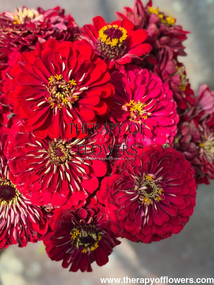 Zinnia elegans Benary's Giant Deep Red therapyofflowers.com