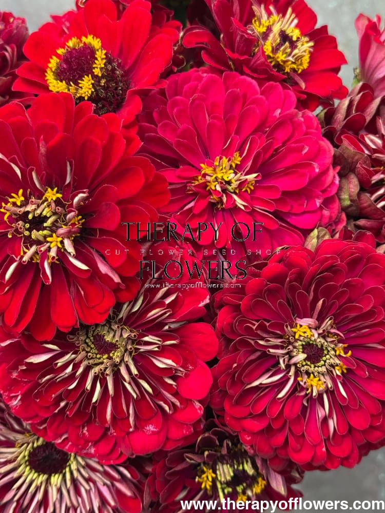 Zinnia elegans Benary's Giant Deep Red therapyofflowers.com