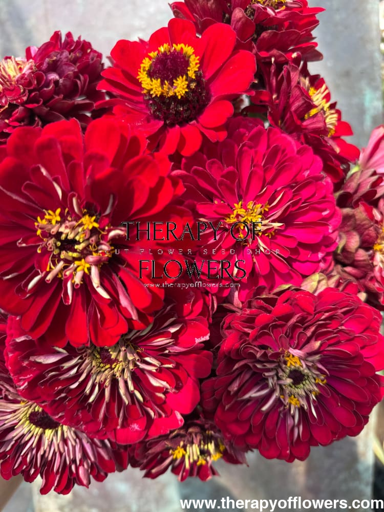 Zinnia elegans Benary's Giant Deep Red therapyofflowers.com