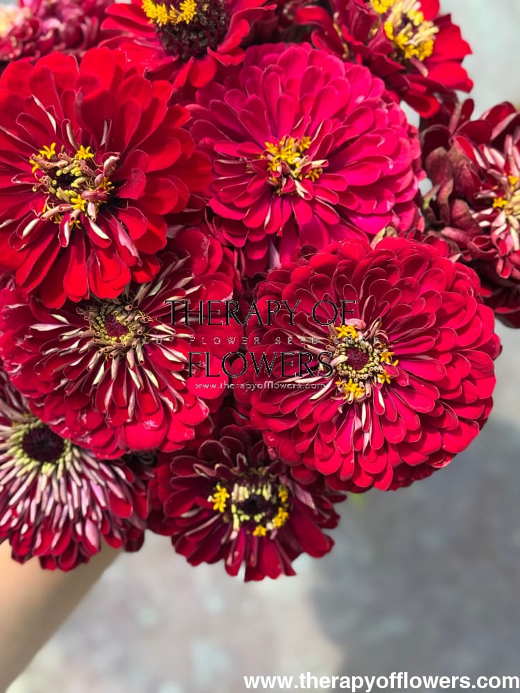 Zinnia elegans Benary's Giant Deep Red therapyofflowers.com
