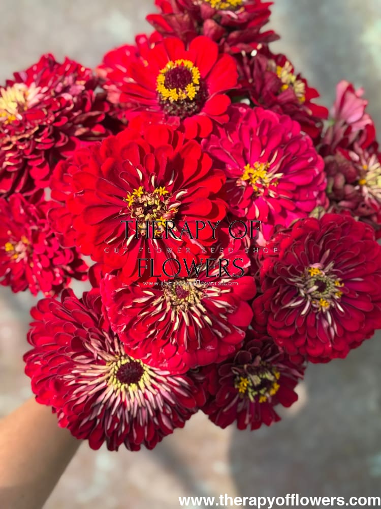 Zinnia elegans Benary's Giant Deep Red therapyofflowers.com