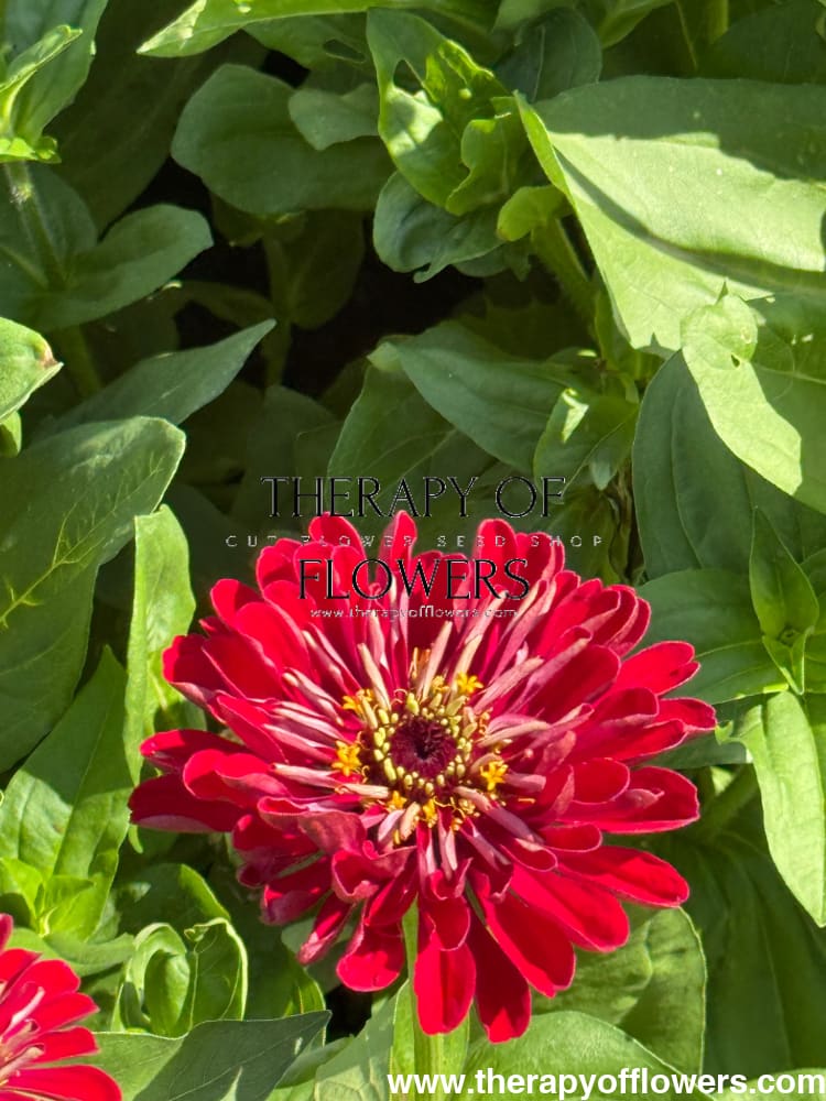 Zinnia elegans Benary's Giant Deep Red therapyofflowers.com