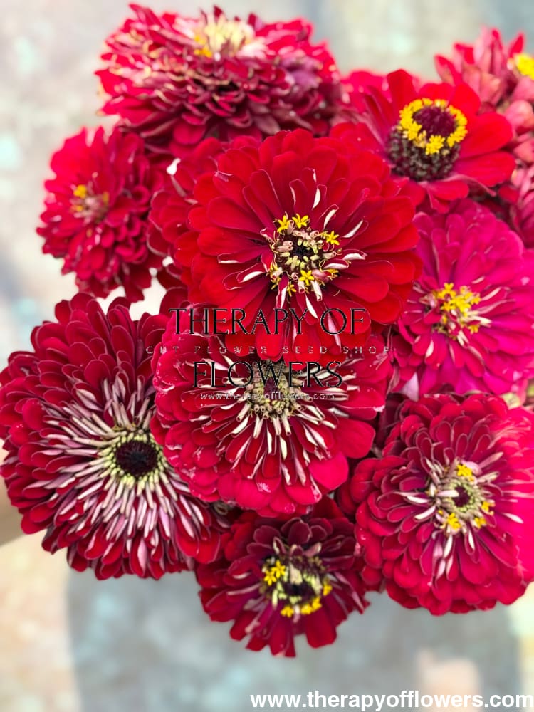 Zinnia elegans Benary's Giant Deep Red therapyofflowers.com