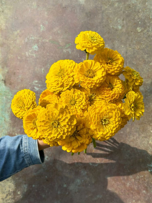 Zinnia elegans Benary’s Giant Golden Yellow - 20 seeds / Golden-yellow - seeds