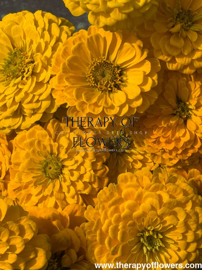 Zinnia elegans Benary’s Giant Golden Yellow - 20 seeds / Golden-yellow - seeds
