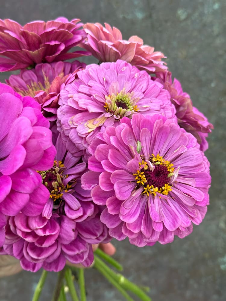 Zinnia elegans Benary's Giant Lilac therapyofflowers.com