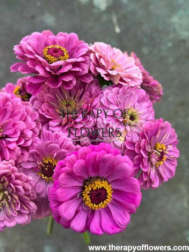 Zinnia elegans Benary's Giant Purple therapyofflowers.com