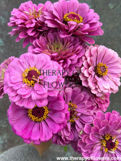Zinnia elegans Benary's Giant Lilac therapyofflowers.com