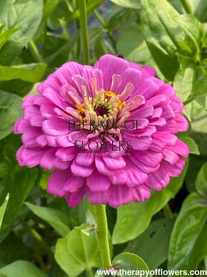 Zinnia elegans Benary's Giant Lilac therapyofflowers.com