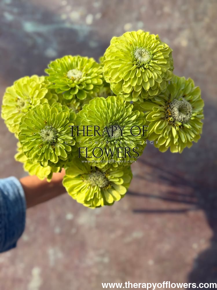 Zinnia elegans Benary's Giant Lime therapyofflowers.com