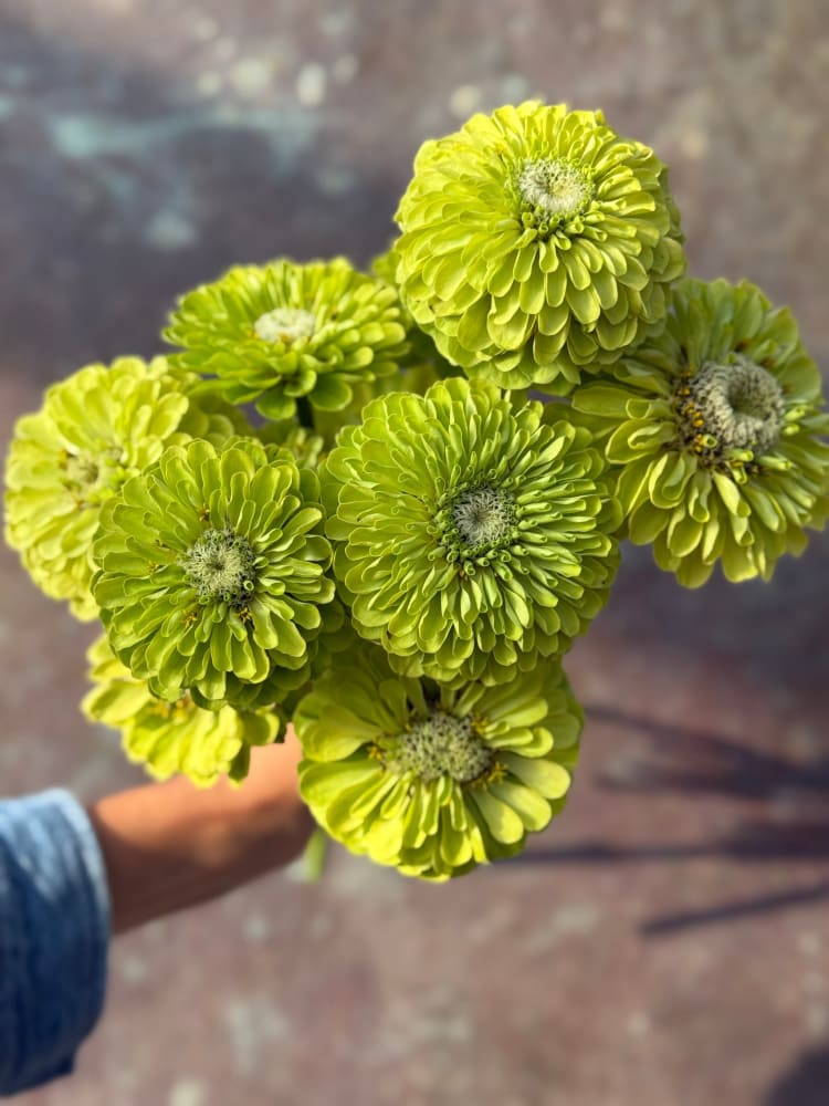 Zinnia elegans Benary's Giant Lime therapyofflowers.com