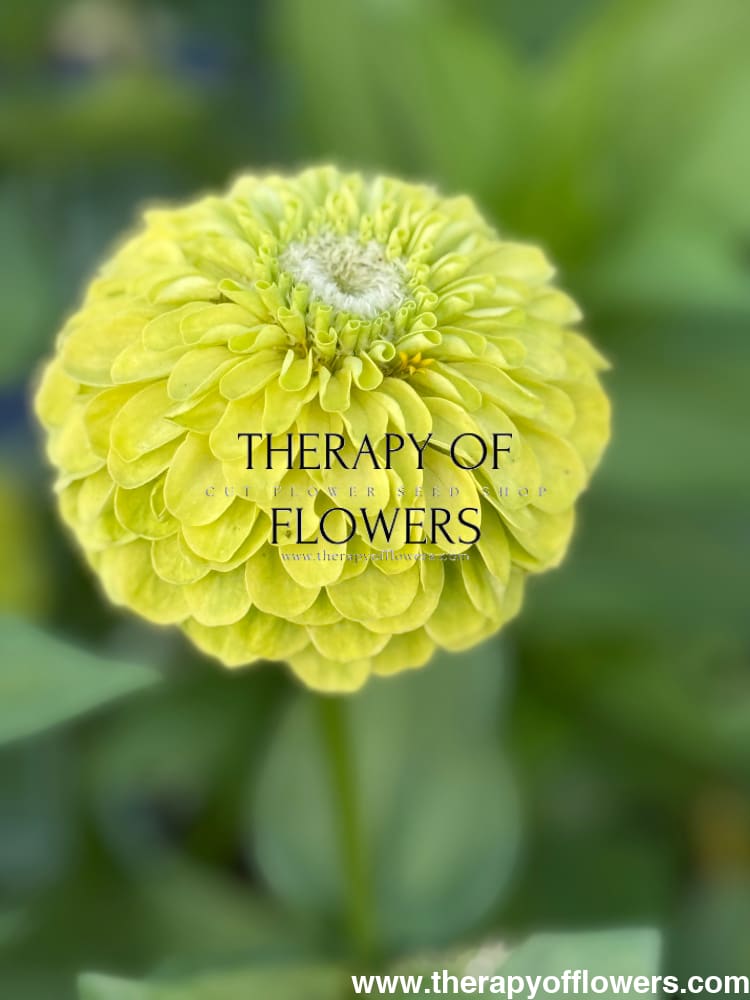 Zinnia elegans Benary's Giant Lime therapyofflowers.com