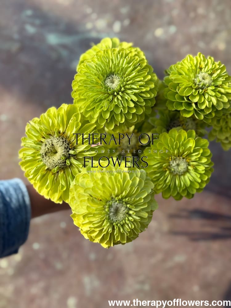 Zinnia elegans Benary's Giant Lime therapyofflowers.com