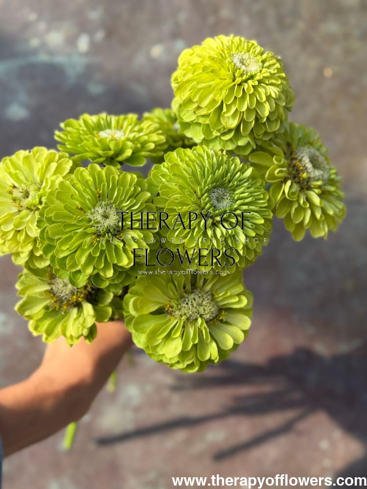 Zinnia elegans Benary's Giant Lime therapyofflowers.com