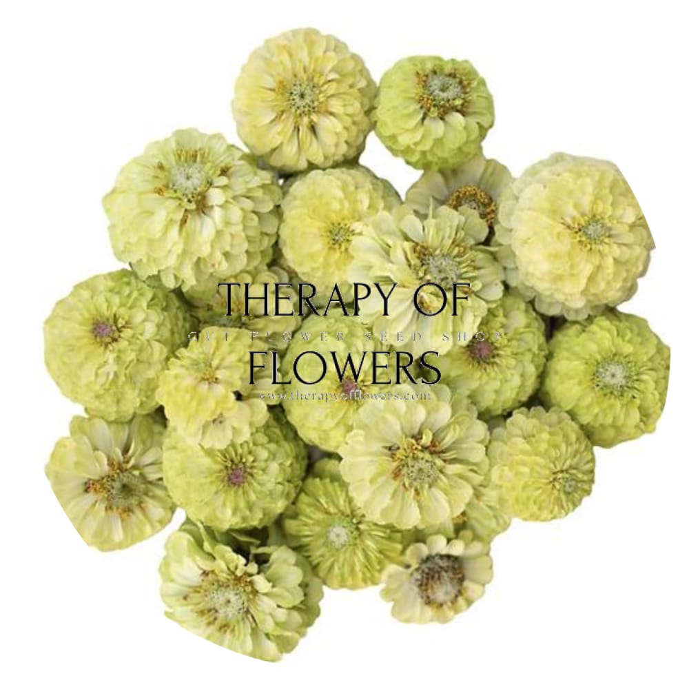 Zinnia elegans Benary's Giant Lime therapyofflowers.com