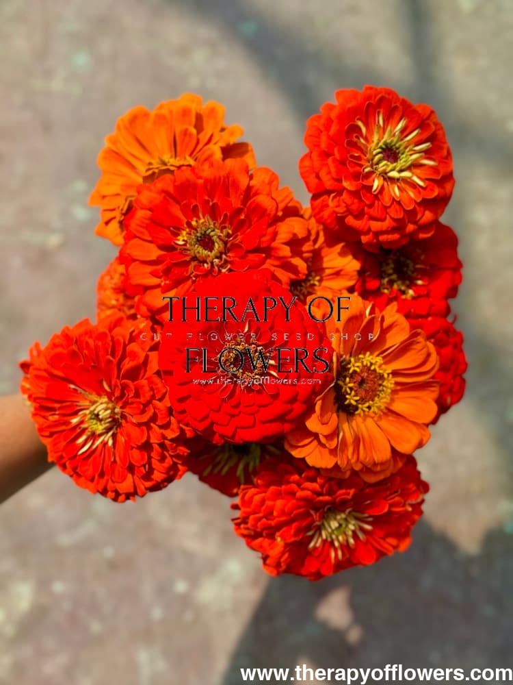 Zinnia elegans Benary's Giant Orange therapyofflowers.com