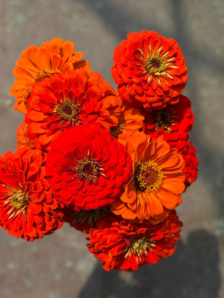 Zinnia elegans Benary's Giant Orange therapyofflowers.com