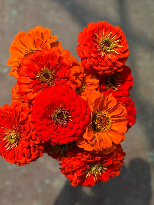 Zinnia elegans Benary's Giant Orange therapyofflowers.com