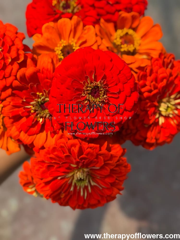 Zinnia elegans Benary's Giant Orange therapyofflowers.com