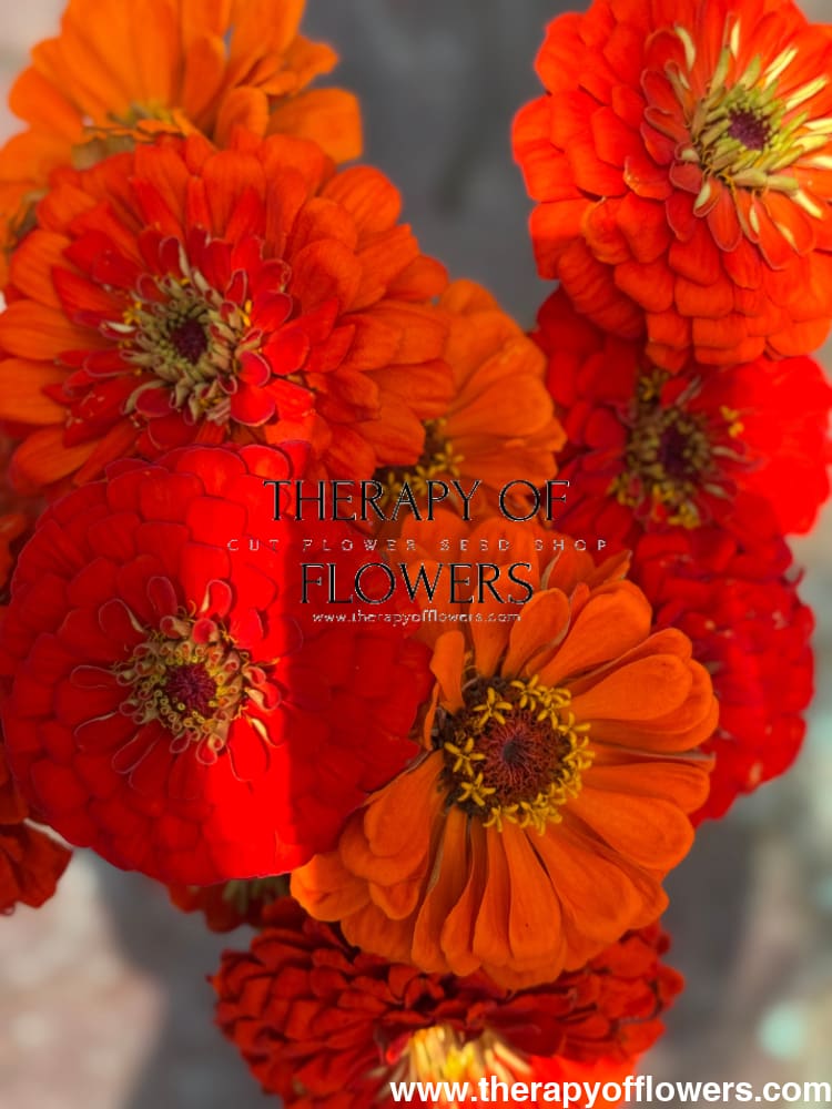 Zinnia elegans Benary's Giant Orange therapyofflowers.com