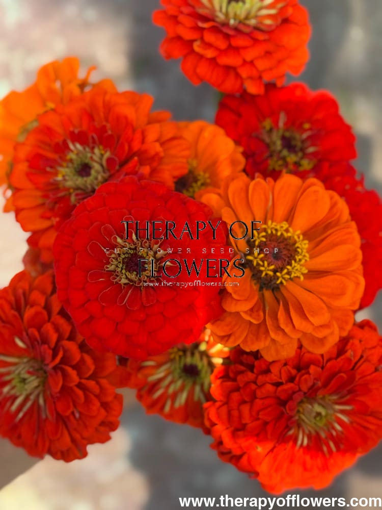 Zinnia elegans Benary's Giant Orange therapyofflowers.com