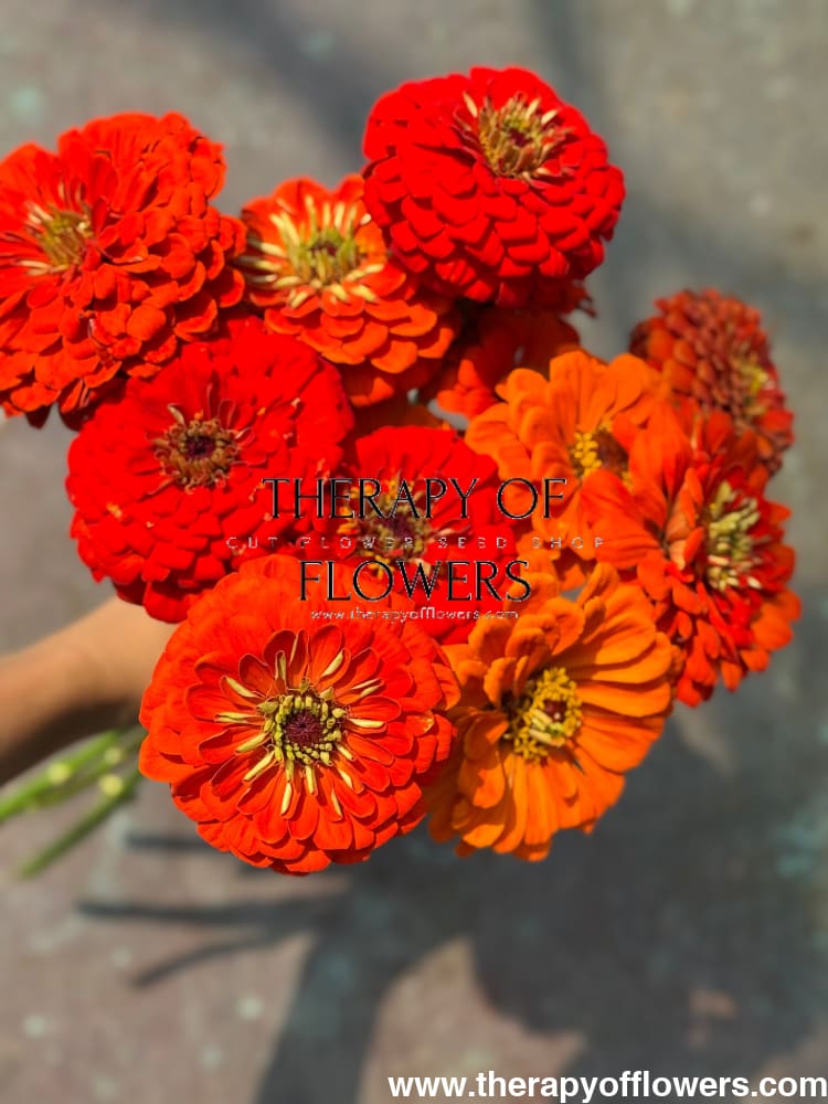 Zinnia elegans Benary's Giant Orange therapyofflowers.com