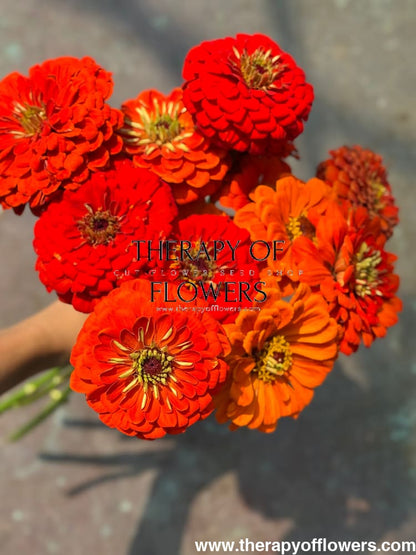 Zinnia elegans Benary's Giant Orange therapyofflowers.com