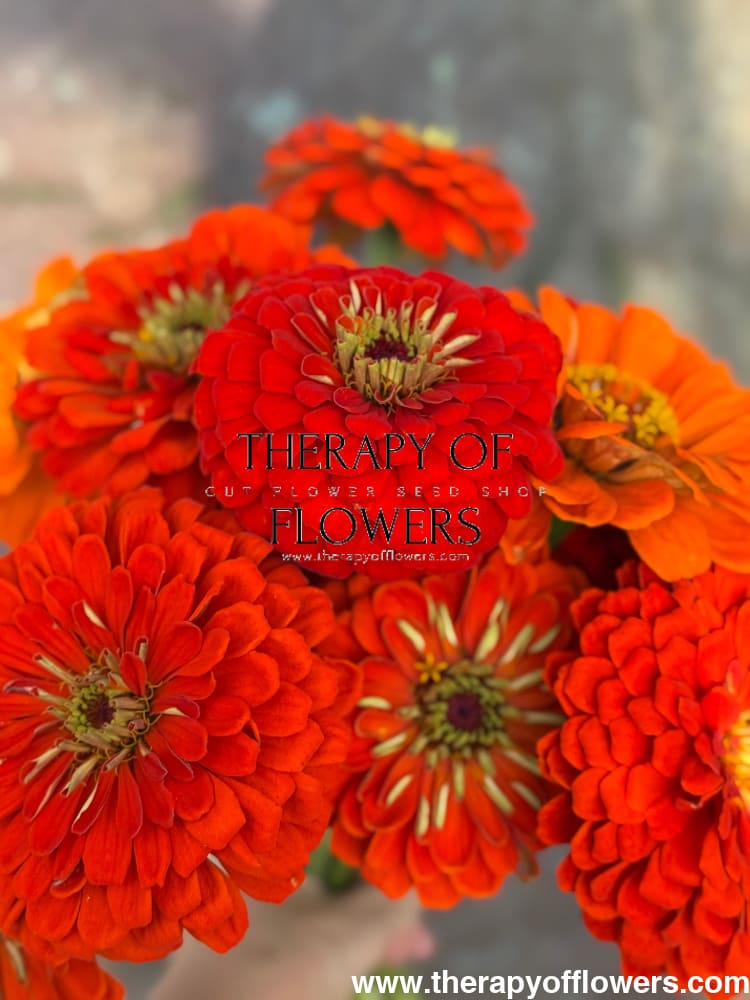 Zinnia elegans Benary's Giant Orange therapyofflowers.com