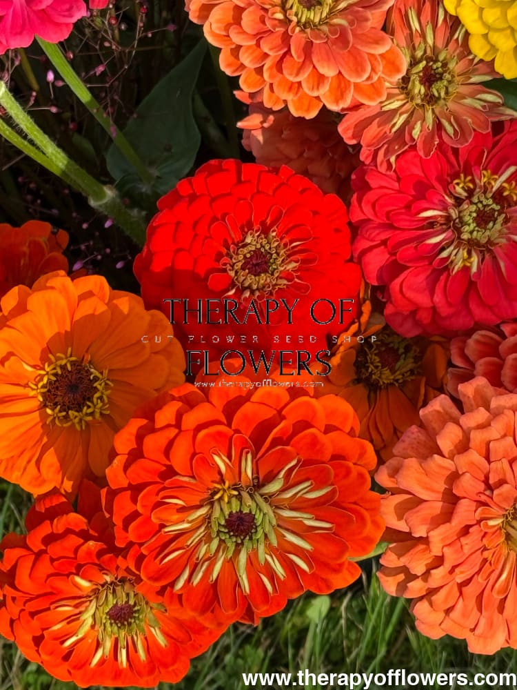 Zinnia elegans Benary's Giant Orange therapyofflowers.com
