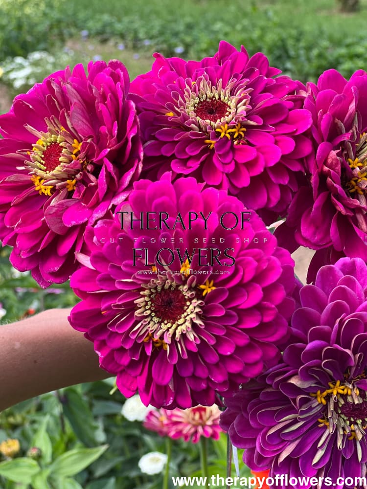 Zinnia elegans Benary's Giant Purple therapyofflowers.com