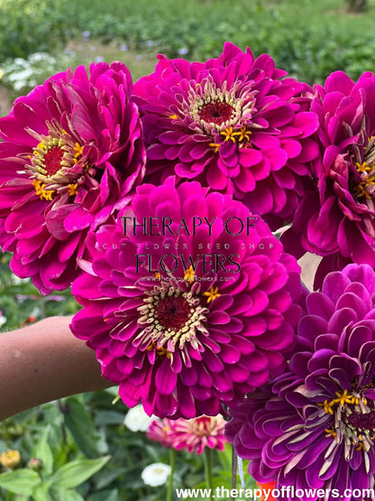 Zinnia elegans Benary's Giant Purple therapyofflowers.com