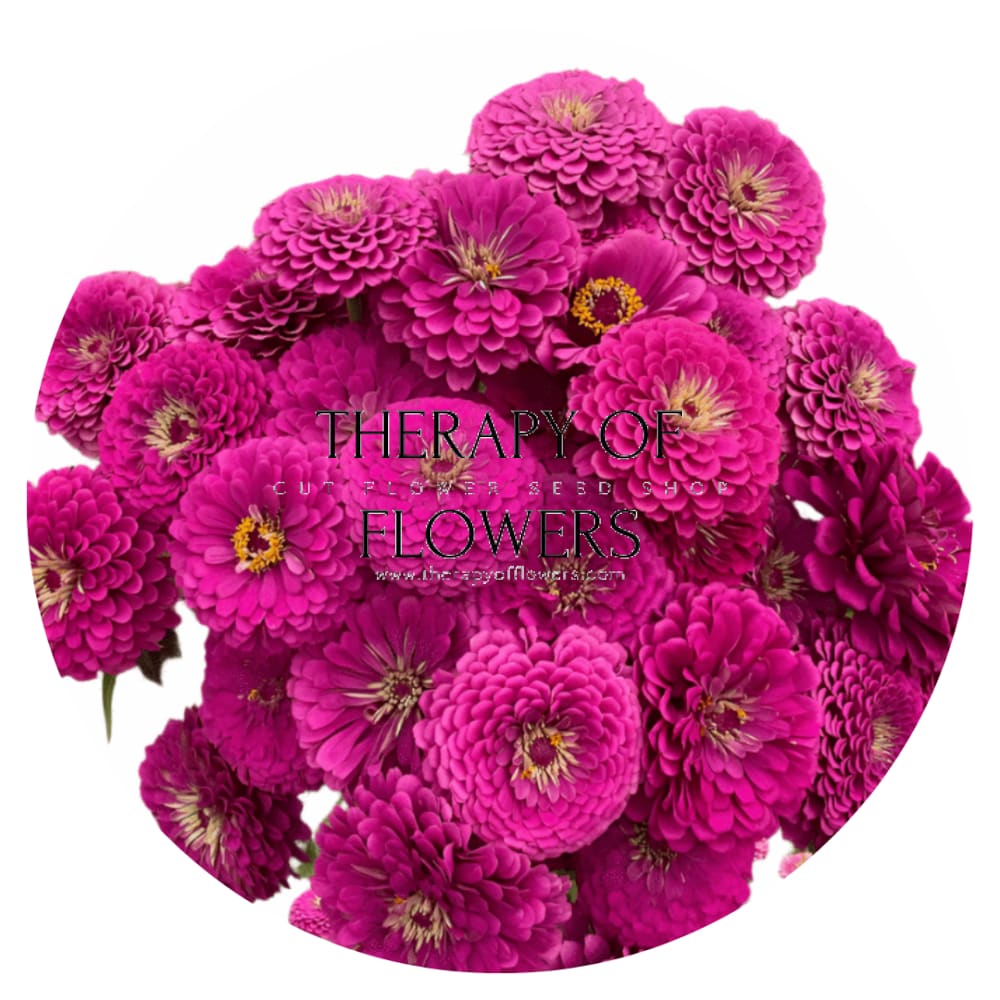 Zinnia elegans Benary's Giant Purple therapyofflowers.com