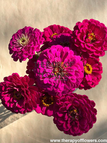 Zinnia elegans Benary's Giant Purple therapyofflowers.com