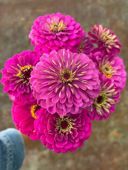 Zinnia elegans Benary's Giant Lilac therapyofflowers.com