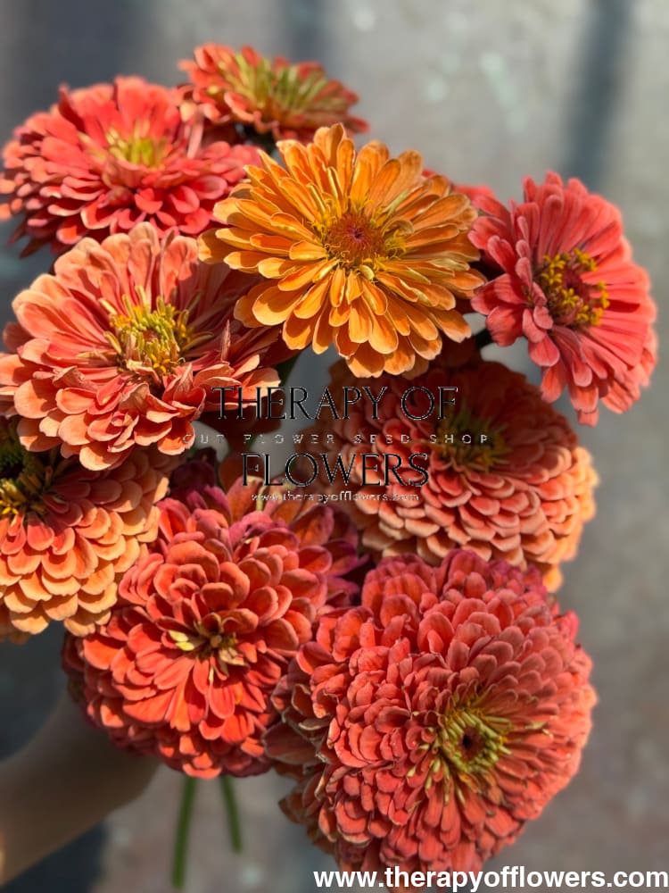 Zinnia elegans Benary’s Giant Salmon Rose 20 seeds / Salmon Rose seeds
