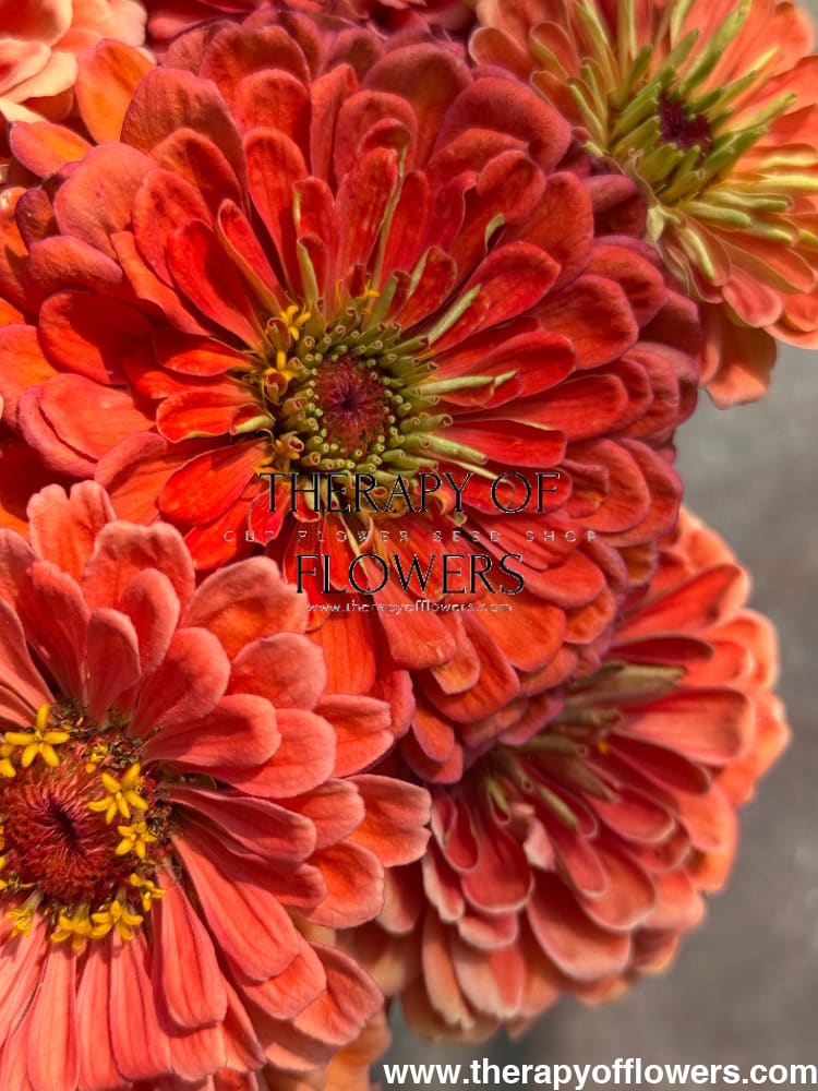 Zinnia elegans Benary’s Giant Salmon Rose 20 seeds / Salmon Rose seeds