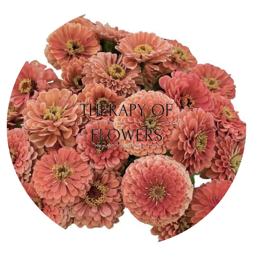 Zinnia elegans Benary's Giant Salmon Rose therapyofflowers.com