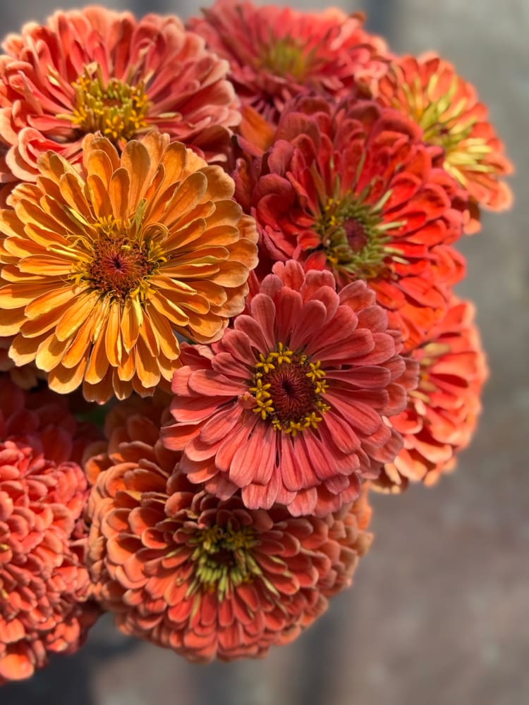 Zinnia elegans Benary’s Giant Salmon Rose 20 seeds / Salmon Rose seeds