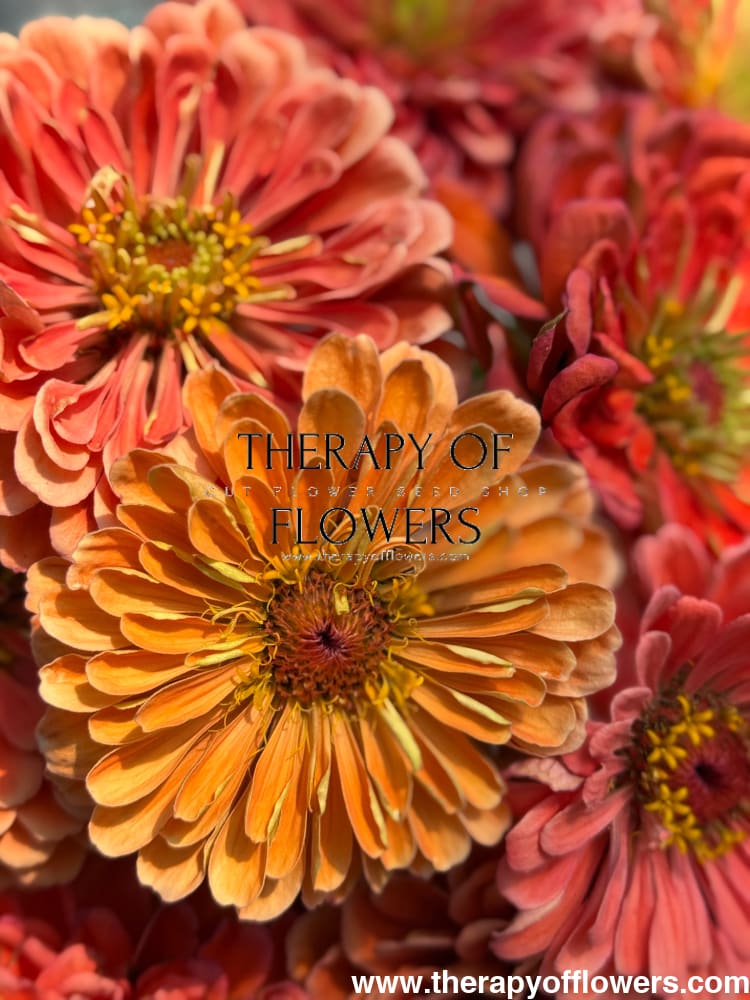 Zinnia elegans Benary’s Giant Salmon Rose 20 seeds / Salmon Rose seeds