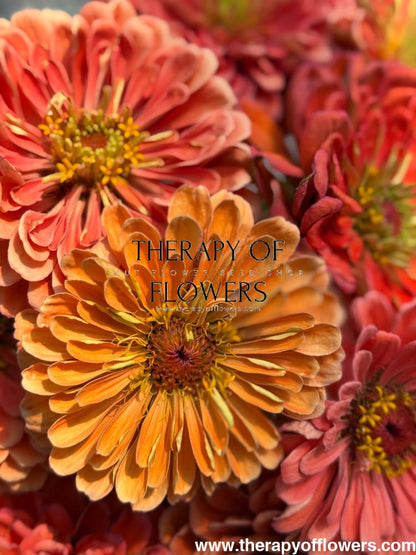 Zinnia elegans Benary’s Giant Salmon Rose 20 seeds / Salmon Rose seeds