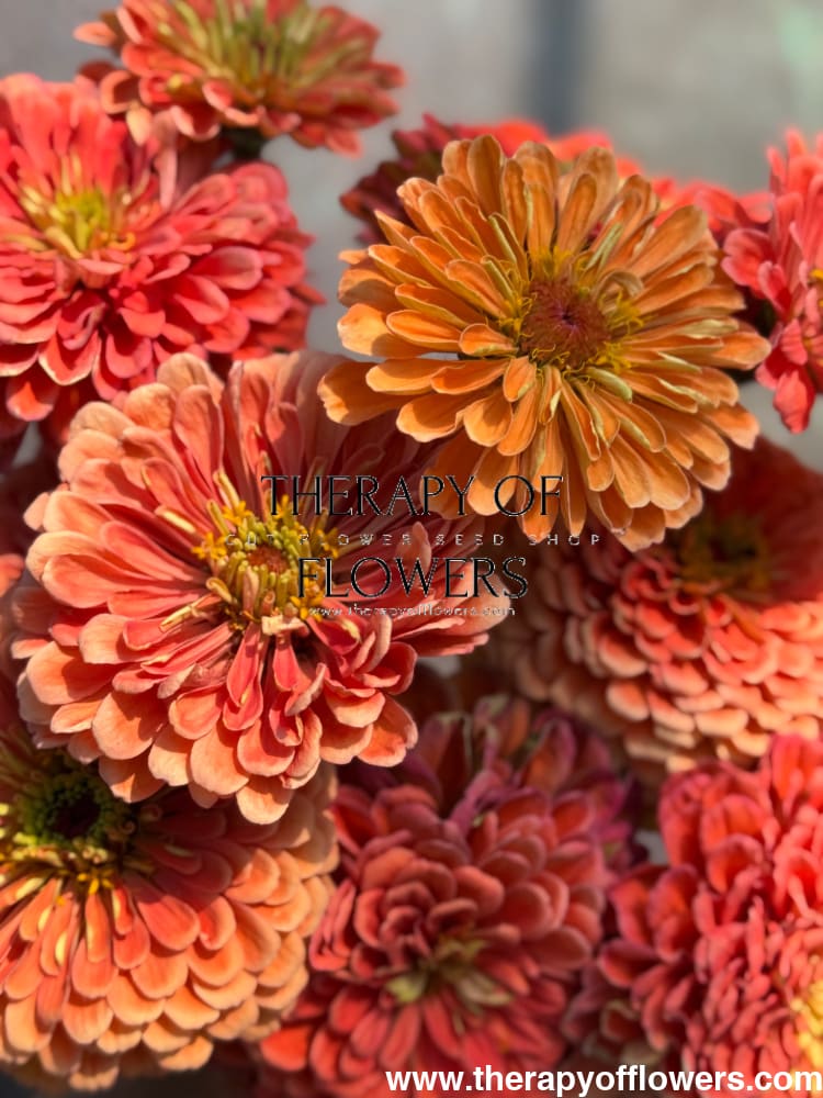 Zinnia elegans Benary’s Giant Salmon Rose 20 seeds / Salmon Rose seeds