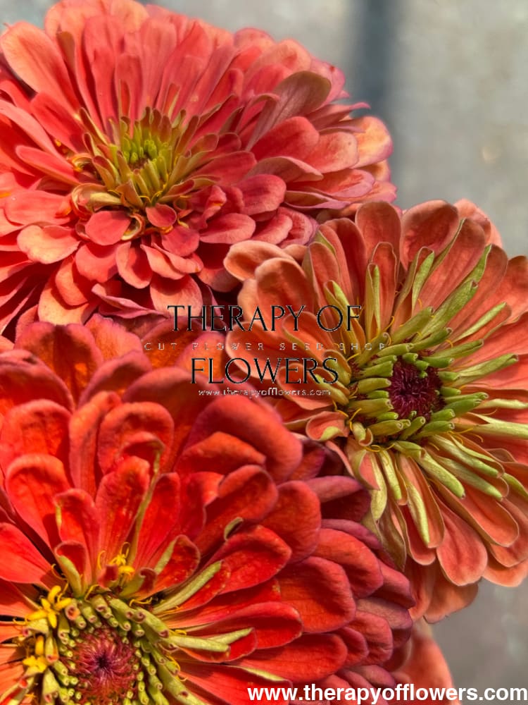 Zinnia elegans Benary’s Giant Salmon Rose 20 seeds / Salmon Rose seeds