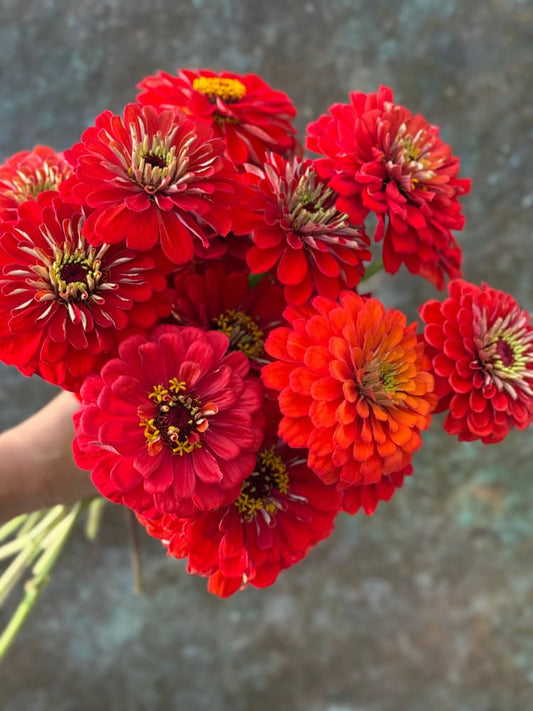 Zinnia elegans Benary's Giant Scarlet therapyofflowers.com