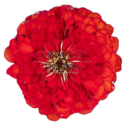 Zinnia elegans Benary's Giant Scarlet therapyofflowers.com