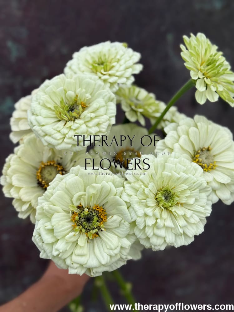 Zinnia elegans Benary's Giant White therapyofflowers.com